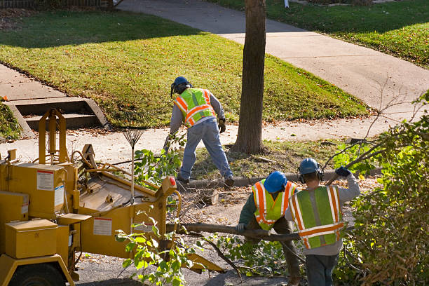 How Our Tree Care Process Works  in  Guadalupe, CA